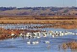 Trumpeter Swan